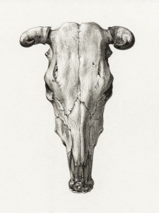 Picture of SKULL OF A COW