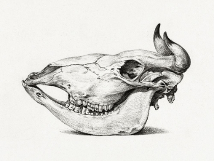Picture of SKULL OF A COW (SIDE)