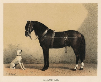 Picture of ORLOFFER (ORLOFF HORSE)