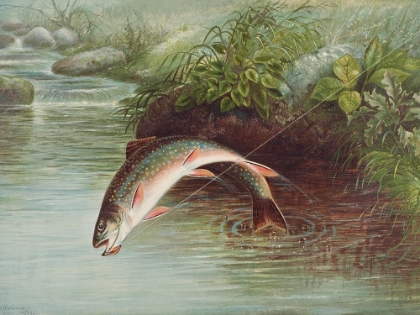 Picture of LEAPING BROOK TROUT