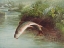 Picture of LEAPING BROOK TROUT