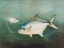 Picture of POMPANO