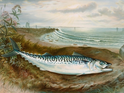 Picture of MACKEREL FISH