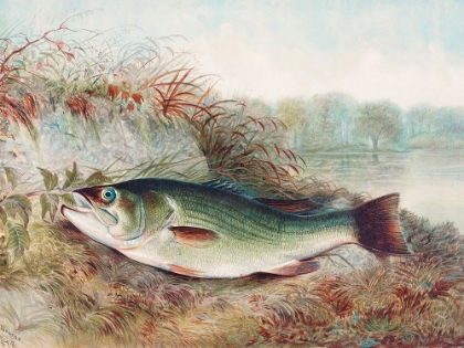 Picture of LARGEMOUTH BASS