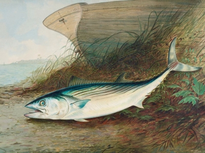 Picture of MACKEREL