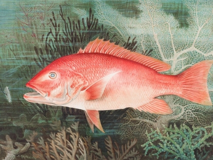 Picture of NORTHERN RED SNAPPER 