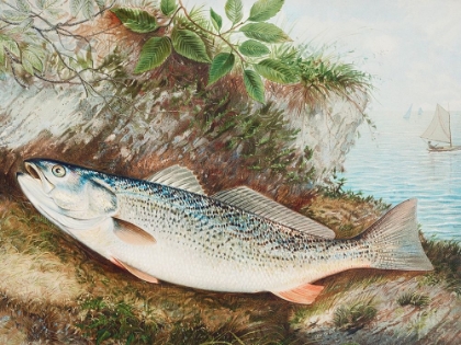 Picture of THE WEAKFISH