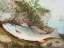 Picture of THE WEAKFISH