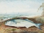 Picture of SPRAT
