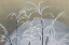 Picture of FROST FROM MOMOYOGUSA
