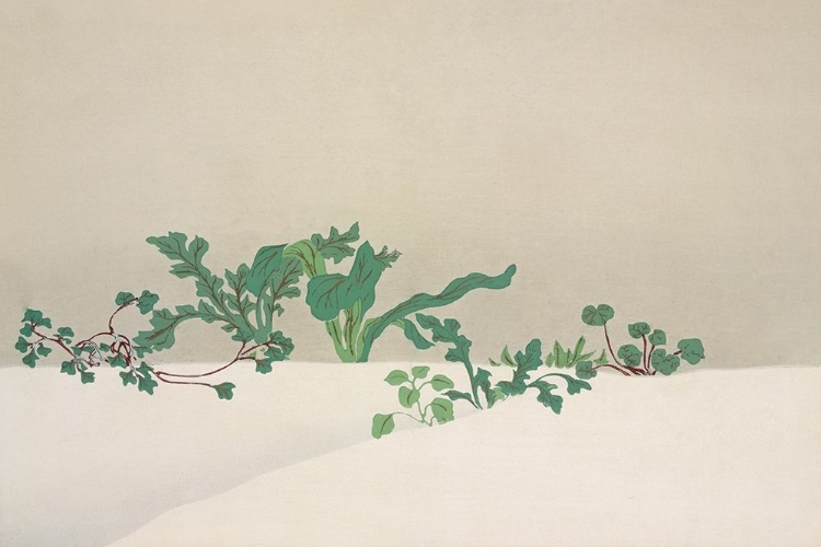 Picture of GREEN PLANTS FROM MOMOYOGUSA