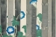 Picture of MORNING GLORIES FROM MOMOYOGUSA