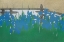 Picture of IRISES FROM MOMOYOGUSA