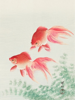 Picture of TWO VEIL GOLDFISH