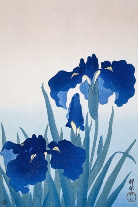 Picture of IRIS FLOWERS