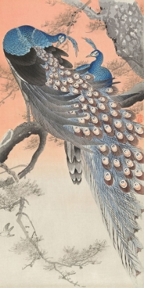 Picture of TWO PEACOCKS ON TREE BRANCH