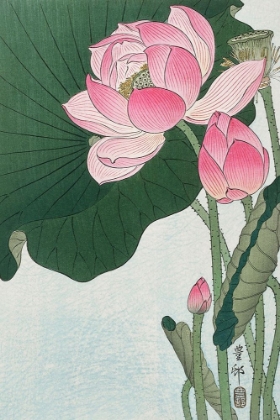 Picture of BLOOMING LOTUS FLOWERS