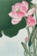Picture of BLOOMING LOTUS FLOWERS