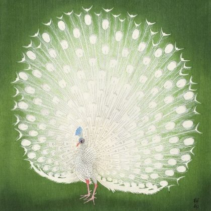 Picture of PEACOCK 