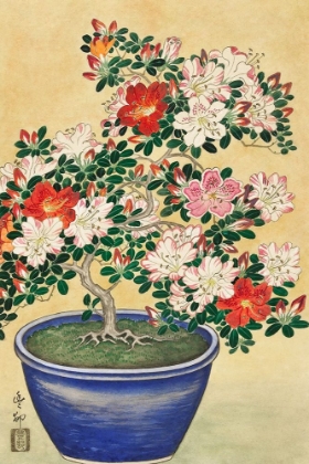 Picture of BLOOMING AZALEA IN BLUE POT