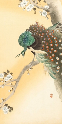 Picture of PEACOCK ON A CHERRY BLOSSOM TREE