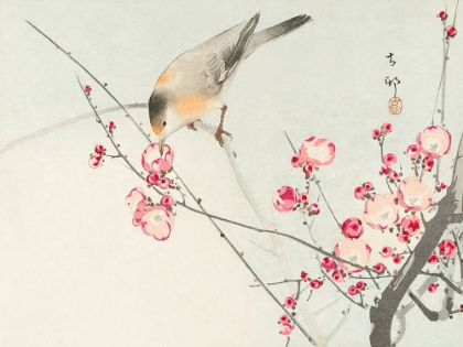 Picture of SONGBIRD ON BLOSSOM BRANCH
