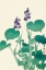 Picture of BLOOMING HOSTA