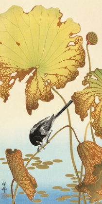 Picture of JAPANESE WAGTAIL ON LOTUS PLANT