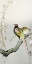 Picture of COUPLE PHEASANTS AND CHERRY BLOSSOM