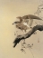 Picture of HAWK