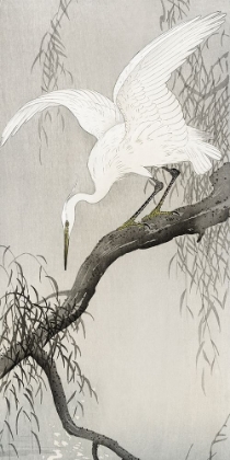 Picture of WHITE HERON ON TREE BRANCH