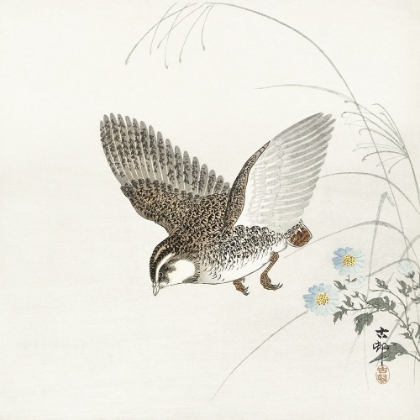 Picture of FLYING QUAIL