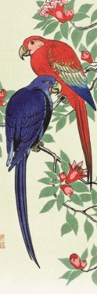 Picture of RED AND A BLUE PARROT