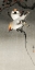 Picture of BOHEMIAN WAXWING BIRDS