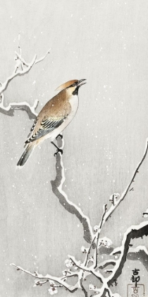 Picture of BOHEMIAN BIRD ON SNOWY BRANCH