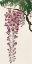 Picture of BLOOMING WISTERIA