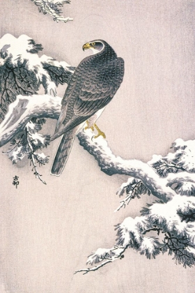 Picture of GOSHAWK ON SNOW-COVERED PINE BOUGH