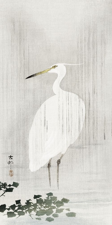 Picture of EGRET IN RAIN