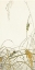 Picture of GRASSHOPPERS ON RICE PLANTS