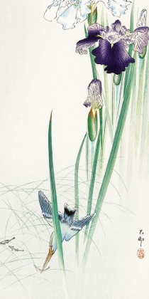 Picture of KINGFISHER AND IRISES
