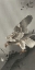 Picture of EAGLE LURKING AT A PREY