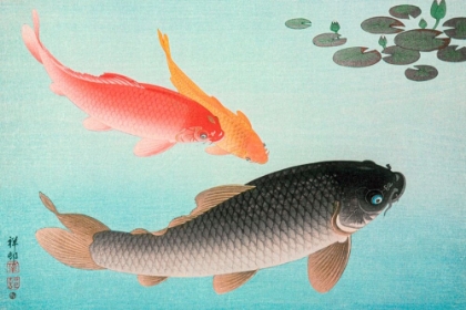 Picture of COMMON AND GOLDEN CARP