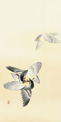 Picture of TWO FIGHTING BIRDS