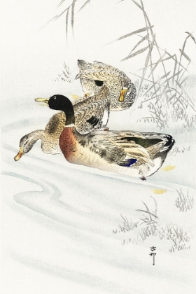 Picture of THREE DUCKS IN SHALLOW WATER WITH REEDS