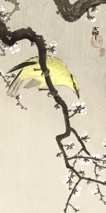 Picture of CHINESE ORIOLE ON PLUM BLOSSOM BRANCH