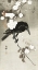 Picture of CROW WITH CHERRY BLOSSOM