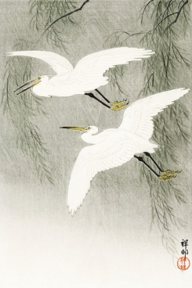 Picture of LITTLE EGRETS IN FLIGHT
