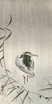 Picture of KWAK IN RAIN