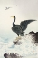 Picture of RED MASK CORMORANT ON ROCK