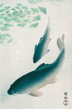 Picture of CARP OR KOI 